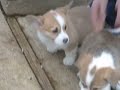 Pembroke Welsh Corgi Puppies Pembroke Welsh Corgi