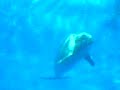 Delfines del Zoo de Madrid