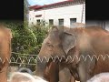 zoo zoo