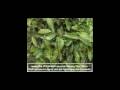 Wu Yi Oolong (Wulong) Weight Loss Tea Production Video