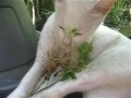 puteh the vegetarian cat_0001.wmv