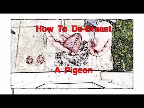 video-linktoworks-How To prepare A Pigeon