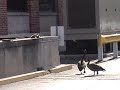 Brown Shoe goslings 2007