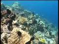 Het Apo Island zeereservaat