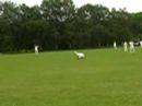 kev allen 40th cricket match