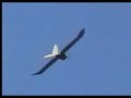 EPP Eagle EPP Eagle