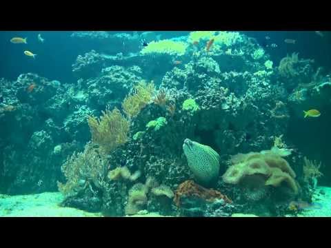Relax Music & Aquarium - Coral Reef (Sharks and Moray) - HDTV