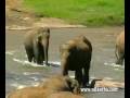 elephant orphanage at pinnawala sri lanka