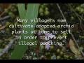 videos de Seacology's Mt. Angavokely, Madagascar project