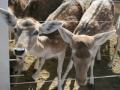 Petting Farm 2009