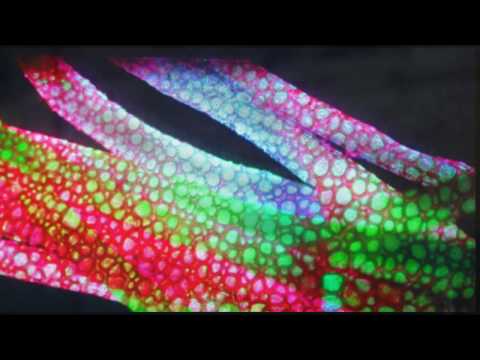 microscopic - Subtitles Wonderful things go completely unnoticed when you are walking down the street, looking at a leaf's surface, or even excavating the tomb of a 3000-...