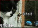 Funny Cats
