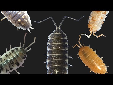 YouTube reptile video