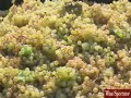 Washington Riesling: They're Irresistible l Wine Spectator