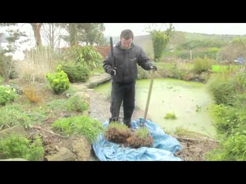 how to transplant clivia plants
