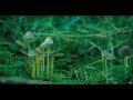 relax calming sounds of nature meditative ambient