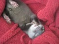 Baby Otter Fenway