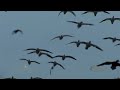 Habitat Flats F5: Buried in Snows Trailer