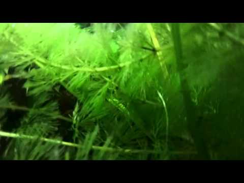 Rollei Camcorder Unterwasser Test