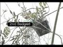 hummingbird fledging