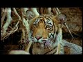 A chance to see a host of cute tiger cubs caught in the wild on camera. Scientists and conservationists record the population of tigers in a number of Indian reserves to monitor the growth of the population and, in doing so, receive a fascinating insight into big cat behaviour. Great video narrated by Sir David Attenborough from BBC animal documentary 'Battle to Save the Tiger'.