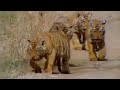 Cute baby tiger cubs and population tracking - Battle to save the tiger - BBC wildlife & animals