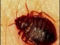 Glenwood Springs Hotel And Bed Bugs