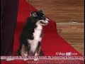 Animal Tricks Animal Tricks