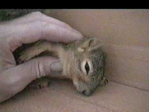 Introducing, My Pet Squirrel: Chip