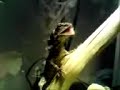 My Frilled Dragon (Dilopho) Eating A Cricket