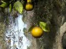 how to grow spanish moss
