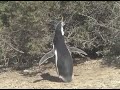 Penguins don\