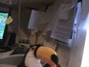 toucan webkinz adoption