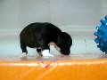 videos de Staffordshire Bullterrier STA REF:226