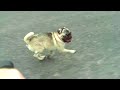 High speed Pug Running