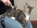 Safari&reg; Flexible Slicker for Cats 