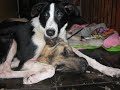 tontos drogados pelotudosretardadosafeminados que son?
