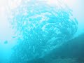 Alona Beach jackfish ??????
