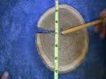 understanding & Reading Tree Rings understanding & Reading Tree Rings