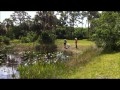 Click here to watch this video Tazz Field Work