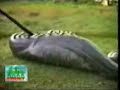 Snake eats a capybara