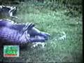 Snake eats a capybara