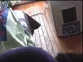 Kitten cannot go up... Kitten cannot go up...