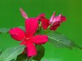 tamil christian song - naane
