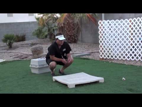 Remote Collar Conditioning Labrador Retriever (Part 2)
