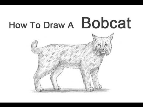 how to draw lynx