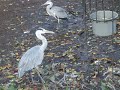 Reiger heeft honger