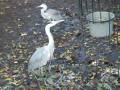 Reiger heeft honger