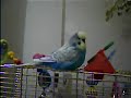 Chippy my budgie