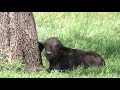 Leão Ataca E Devora Filhote de Búfalo (Cena Impressionante)